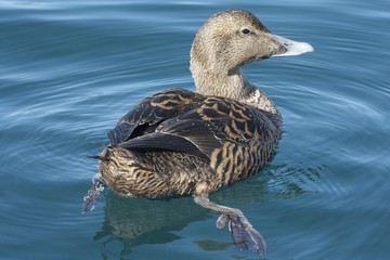 Eider
