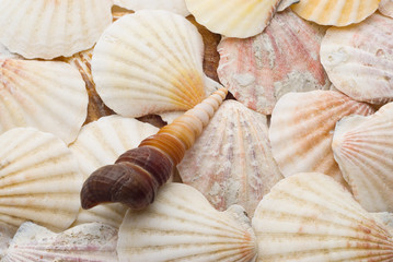 Brown spiral seashell over background of weathered sea shells