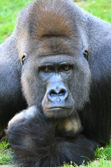 gorilla