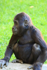 gorilla