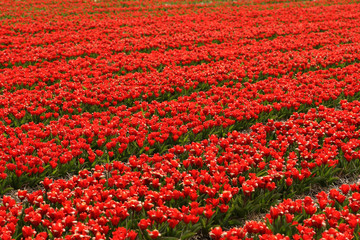 Field of red tulips