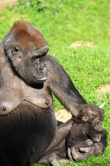 Gorillamamma mit Baby