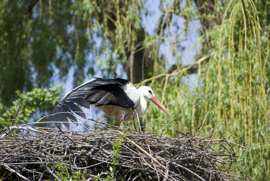 Cigogne dans son nid
