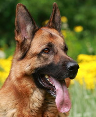 portrait of german shepherd