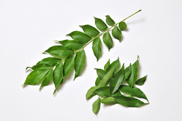 fresh curry leaves