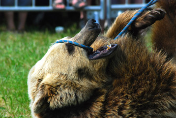 montreur d'ours