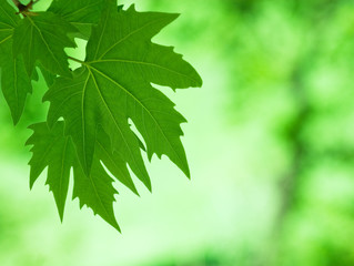 Fototapeta na wymiar green leaves, shallow focus