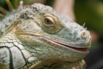 iguana