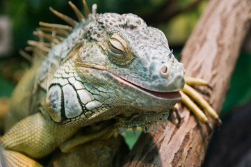 iguana