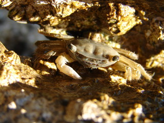 Crab