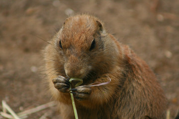 Erdhörnchen