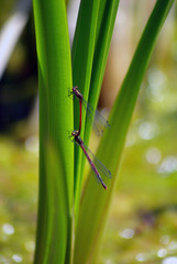Libelle