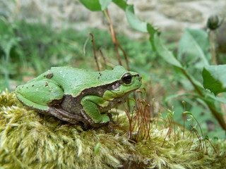 Tree-frog