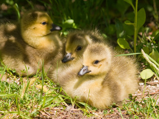 three goslings