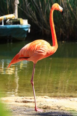 Flamingo