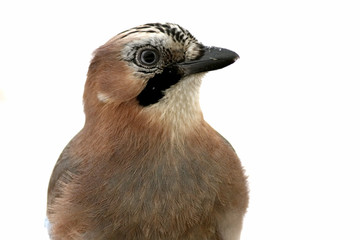 Eurasian Jay