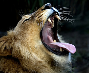 lion yawning