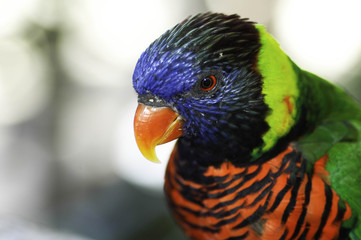 Rainbow Lorikeet