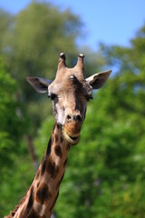 giraffe