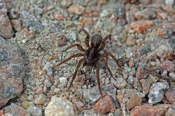 Spinne