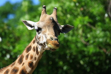 giraffe