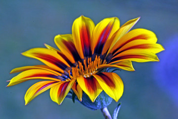 Blume
