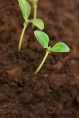 green seedlings growing out of soil - shallow depth of field