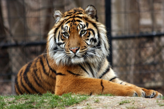Exotic Tiger