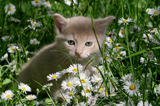 chaton dans les fleurs