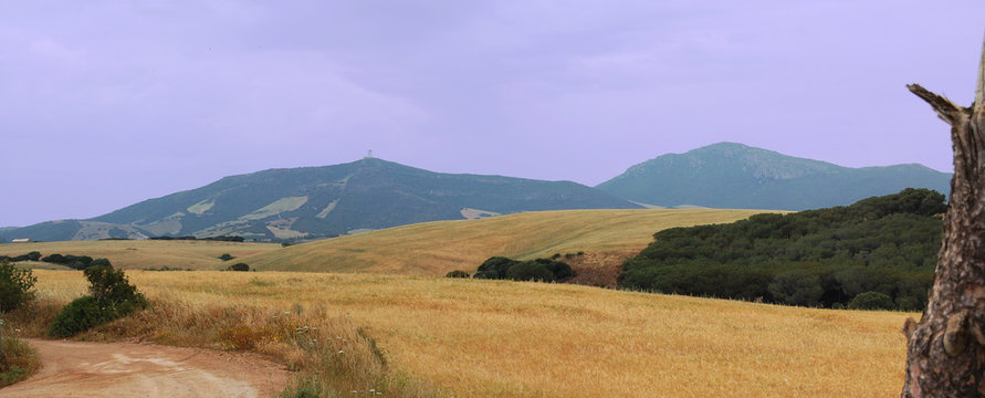 Campo di grano Sardegna