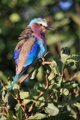 Lilac brested roller
