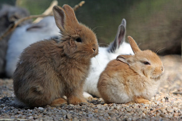 Fototapeta premium Kanninchen