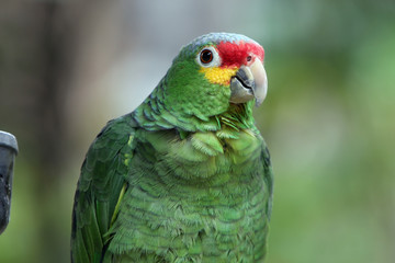 Smart Parrot