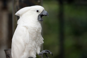 Talking Parrot