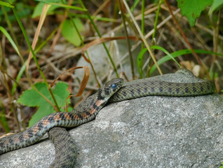 Snake 2