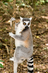 lemur on a tree