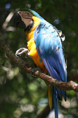 parrot from brazil