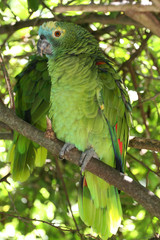 parrot from brazil