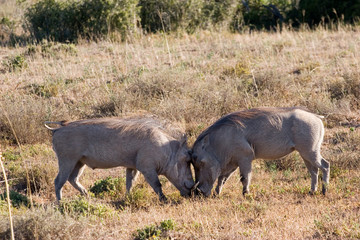 warthog fighting