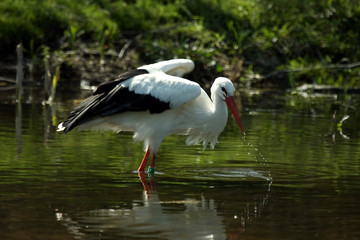 Fototapeta na wymiar Europejski White Stork