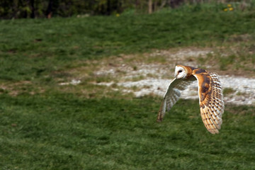 Barn Owl In Flight
