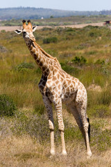 giraffe in the wild