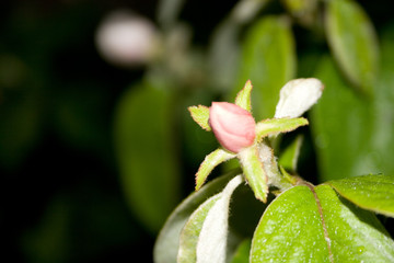 water drops on the leafs