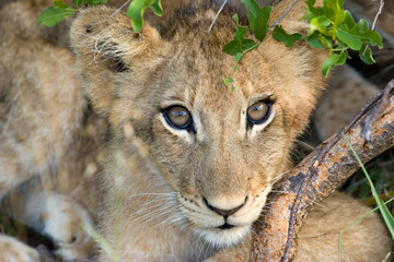 lion cub