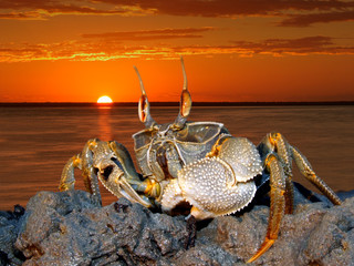 Ghost crab on rocks, Mozambique