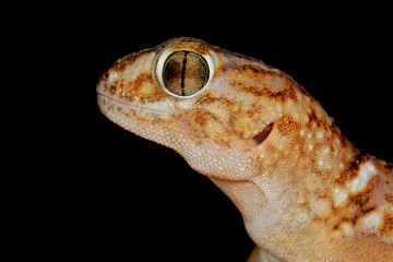 Giant ground gecko, Kalahari desert