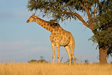 Giraffe and Acacia tree, Kalahari desert
