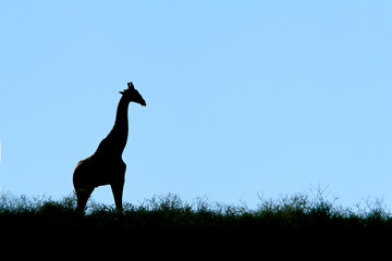 Giraffe silhouette, Kalahari desert