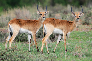 Red lechwe antelopes, southern Africa