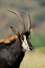 Sable antelope portrait